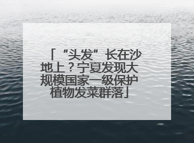 “头发”长在沙地上？宁夏发现大规模国家一级保护植物发菜群落