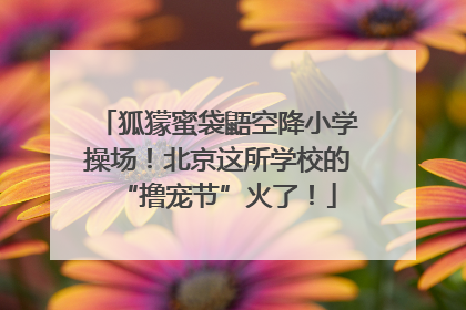狐獴蜜袋鼯空降小学操场！北京这所学校的“撸宠节”火了！