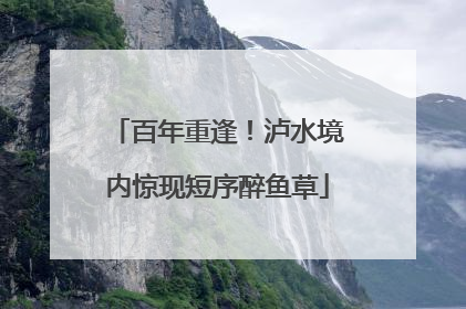 百年重逢！泸水境内惊现短序醉鱼草