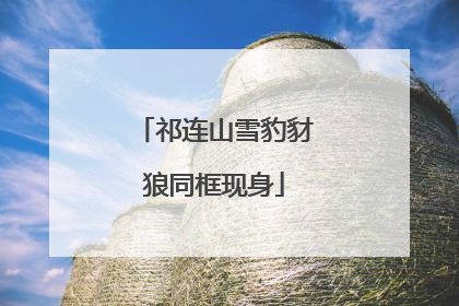 祁连山雪豹豺狼同框现身