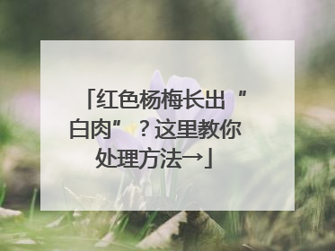 红色杨梅长出“白肉”？这里教你处理方法→