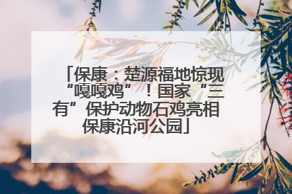 保康：楚源福地惊现“嘎嘎鸡”！国家“三有”保护动物石鸡亮相保康沿河公园