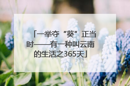 一举夺“葵”正当时——有一种叫云南的生活之365天