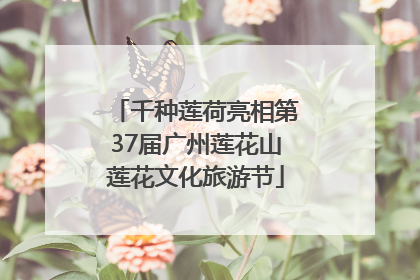 千种莲荷亮相第37届广州莲花山莲花文化旅游节