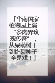 华南国家植物园上演“多肉界玫瑰传奇”，从呆萌树干到炸裂种子全是戏！