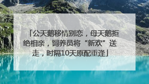公天鹅移情别恋，母天鹅拒绝相亲，饲养员将“新欢”送走，时隔10天原配重逢