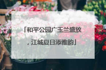 和平公园广玉兰盛放，江城夏日添雅韵