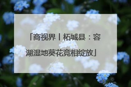 商视界丨柘城县：容湖湿地葵花竞相绽放