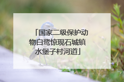 国家二级保护动物白鹭惊现石城镇水堡子村河道