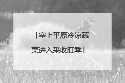 塞上平原冷凉蔬菜进入采收旺季