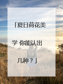 夏日荷花美学 你能认出几种？