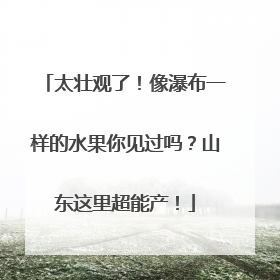 太壮观了！像瀑布一样的水果你见过吗？山东这里超能产！