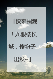 快来围观！九眼楼长城，傻狍子出没~