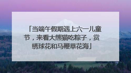 当端午假期遇上六一儿童节，来看大熊猫吃粽子，赏绣球花和马鞭草花海