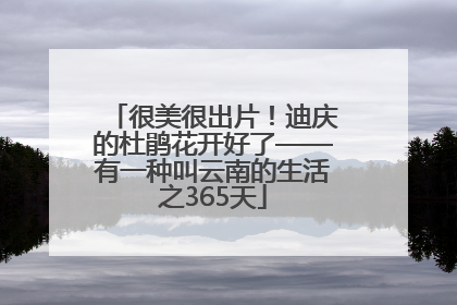 很美很出片！迪庆的杜鹃花开好了——有一种叫云南的生活之365天