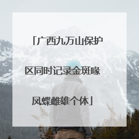 广西九万山保护区同时记录金斑喙凤蝶雌雄个体