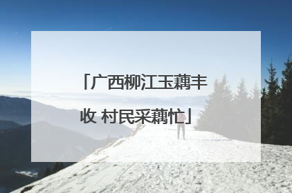 广西柳江玉藕丰收 村民采藕忙