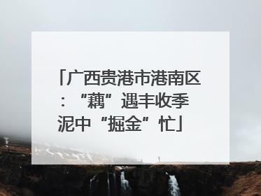 广西贵港市港南区：“藕”遇丰收季 泥中“掘金”忙