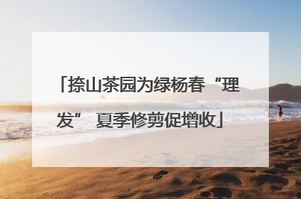 捺山茶园为绿杨春“理发” 夏季修剪促增收