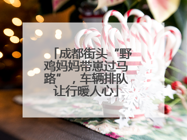成都街头“野鸡妈妈带崽过马路”，车辆排队让行暖人心