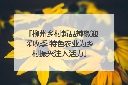 柳州乡村新品辣椒迎采收季 特色农业为乡村振兴注入活力