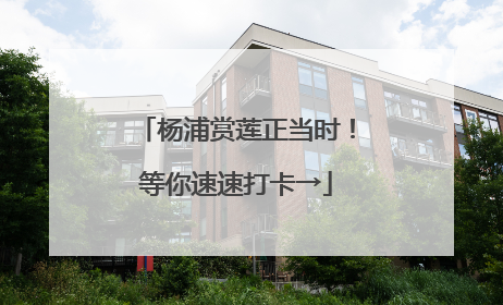 杨浦赏莲正当时！等你速速打卡→