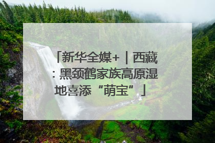 新华全媒+｜西藏：黑颈鹤家族高原湿地喜添“萌宝”
