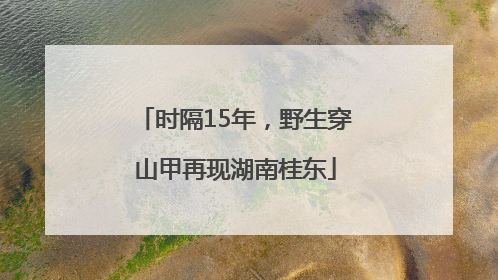 时隔15年，野生穿山甲再现湖南桂东