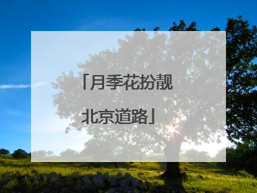 月季花扮靓北京道路