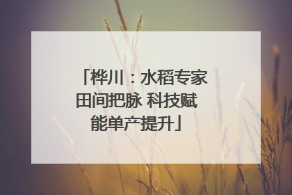 桦川：水稻专家田间把脉 科技赋能单产提升