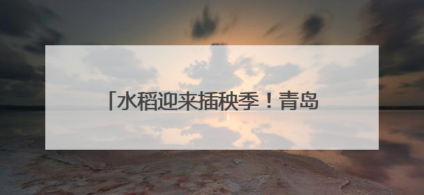 水稻迎来插秧季！青岛这些稻田披“绿装”