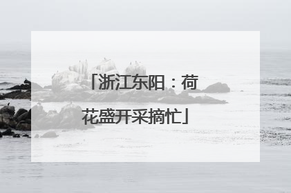 浙江东阳：荷花盛开采摘忙