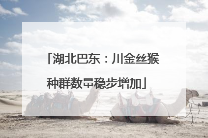 湖北巴东：川金丝猴种群数量稳步增加