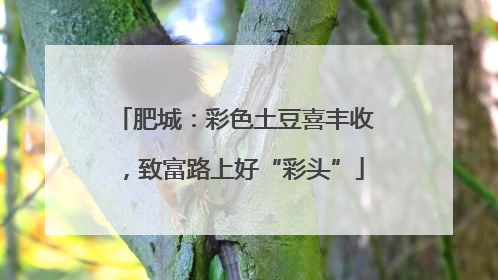 肥城：彩色土豆喜丰收，致富路上好“彩头”
