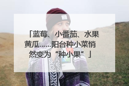蓝莓、小番茄、水果黄瓜……阳台种小菜悄然变为“种小果”