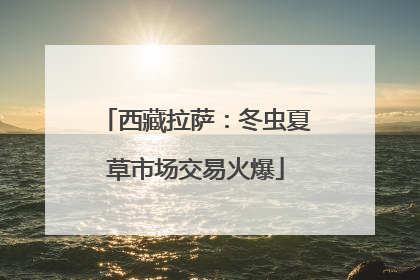 西藏拉萨：冬虫夏草市场交易火爆