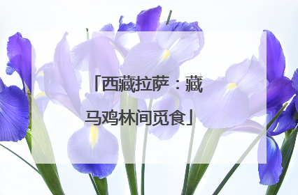 西藏拉萨：藏马鸡林间觅食