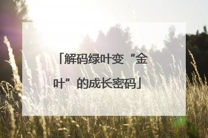 解码绿叶变“金叶”的成长密码