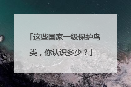 这些国家一级保护鸟类，你认识多少？