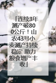 连续3年测产破800公斤！山农43号小麦测产持续稳定 助力粮食增产丰收