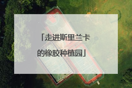 走进斯里兰卡的橡胶种植园