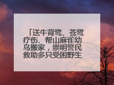送牛背鹭、苍鹭疗伤、帮山麻雀幼鸟搬家，崇明警民救助多只受困野生保护鸟类