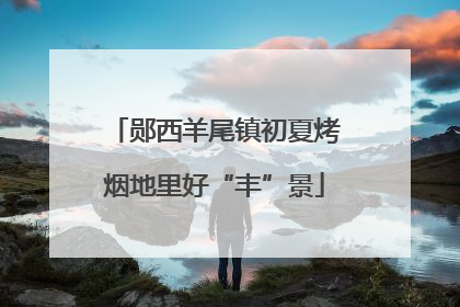 郧西羊尾镇初夏烤烟地里好“丰”景