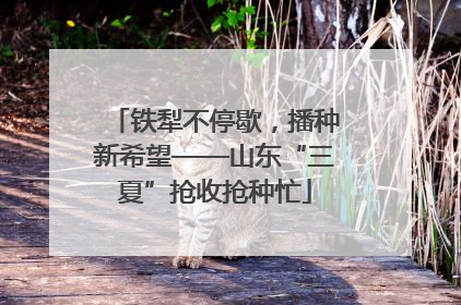 铁犁不停歇，播种新希望——山东“三夏”抢收抢种忙