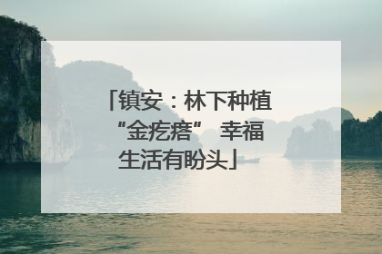镇安：林下种植“金疙瘩” 幸福生活有盼头