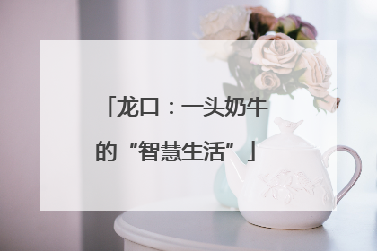 龙口：一头奶牛的“智慧生活”